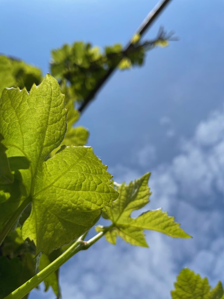 Les nuances enivrantes de mai : quand les vignes éveillent les sens