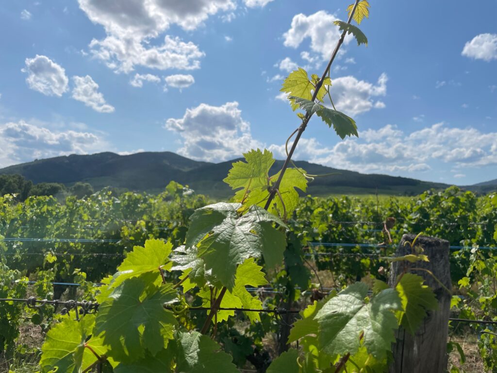 Juillet : un enchantement dans les vignes