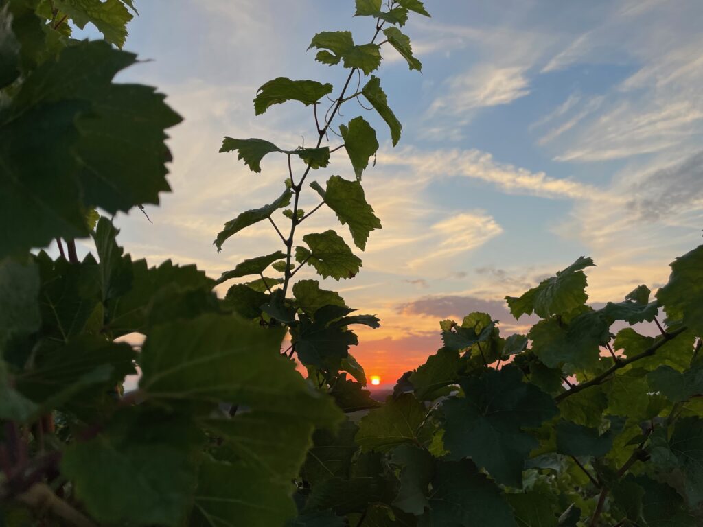 C’est parti pour les Vendanges 2023