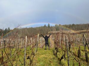 Taille de la Vigne