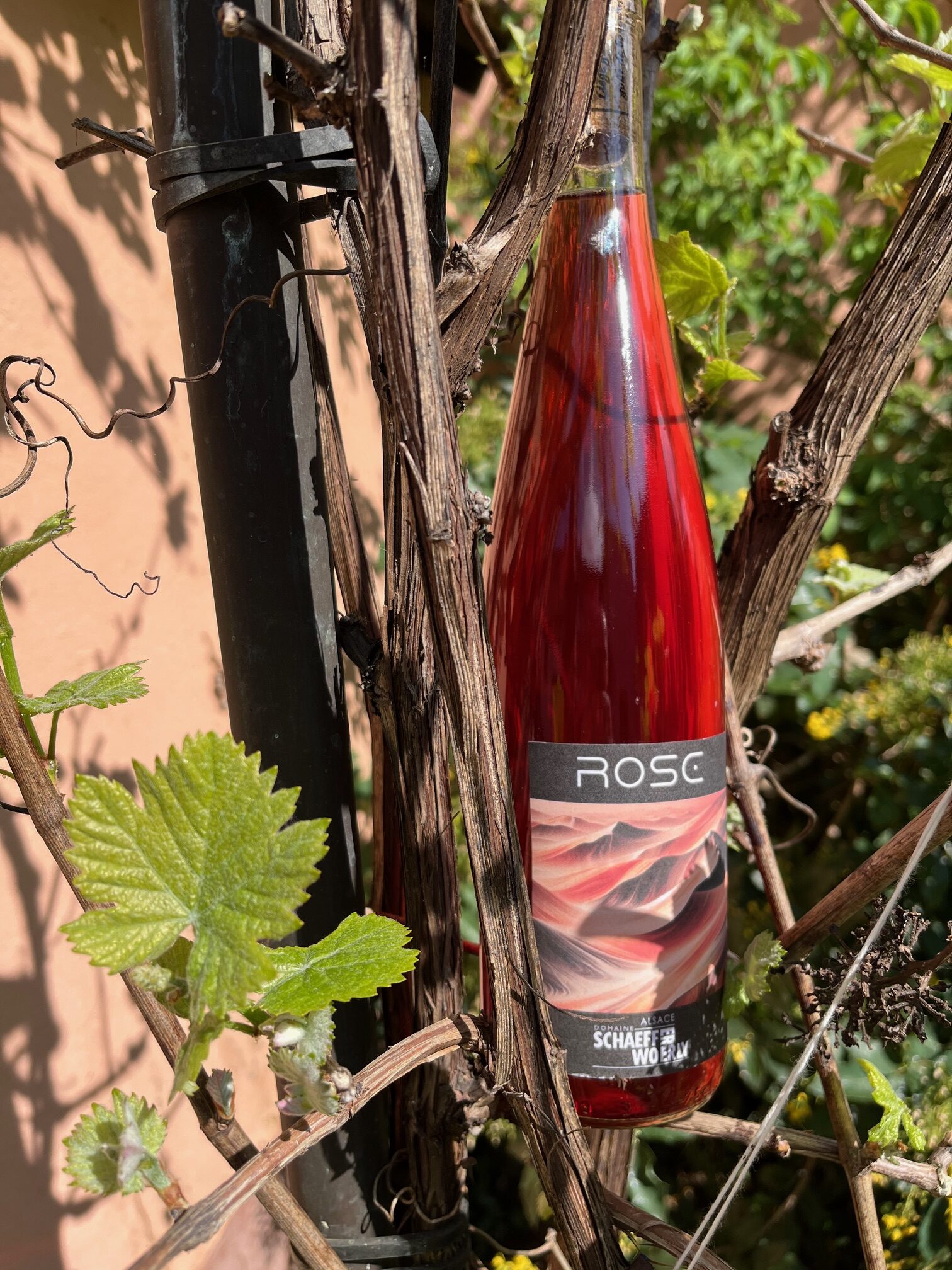 Bouteille élégante de rosé naturel, issue de vignes bio en Alsace.