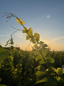 🍷 Nuit du Vin : entre terroir alsacien, vin bio et traditions vivantes