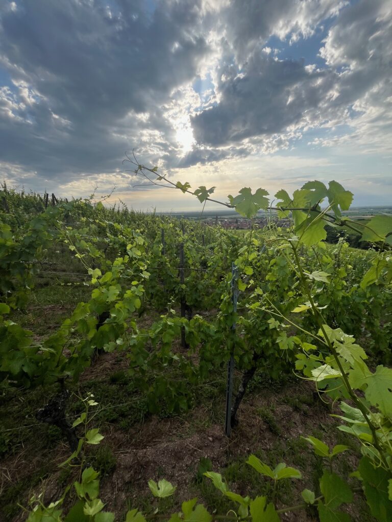 Rameaux de vigne bio non palissĂ©s sâĂ©panouissant naturellement dans le vignoble alsacien.