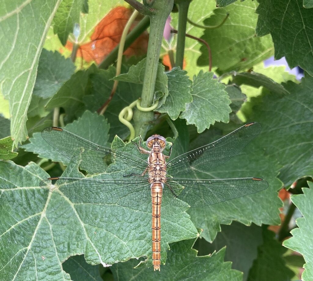 Libellule posée délicatement sur une feuille verte, symbole de biodiversité fragile dans les vignes d’Alsace.