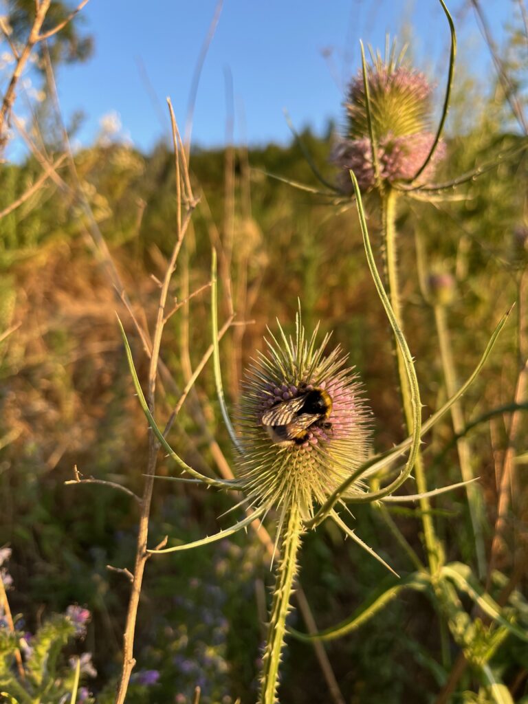 Bourdon posé sur une plante à feuillage dense, en quête de fraîcheur, dans un domaine familial de vins d’Alsace bio.