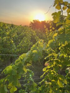 Notre terroir en lumière : Vins d’Alsace bio, domaine familial et découvertes en cave