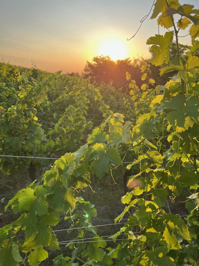 Notre terroir en lumière : Vins d’Alsace bio, domaine familial et découvertes en cave