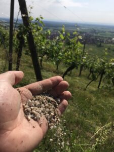 Les Secrets du Riesling Alsacien : L’Exception d’un Terroir Granitique en Bio