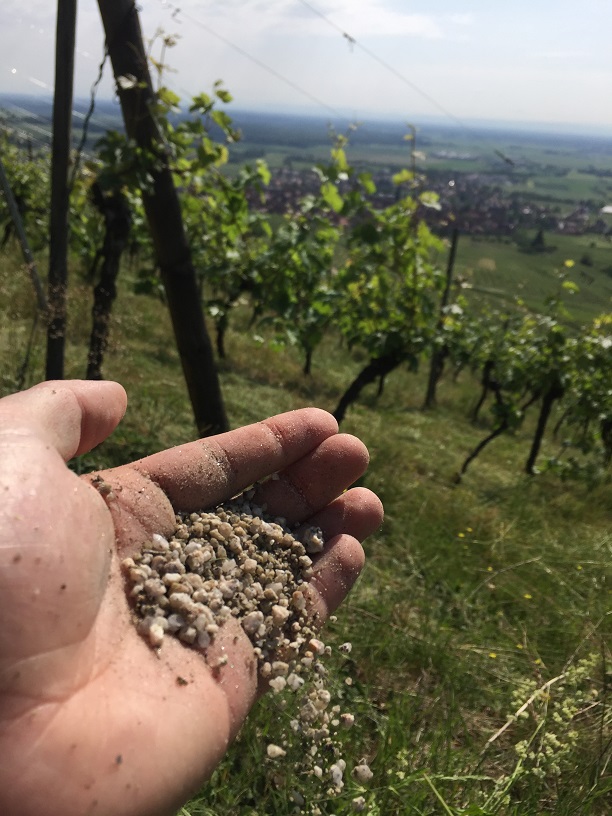 sol-granitique-dambach-la-ville-riesling-bio-alsace