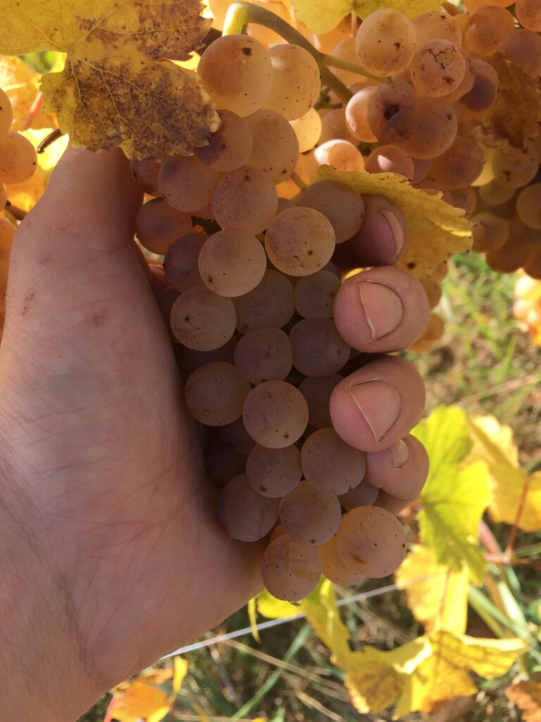 Grappe de Riesling bio mûres, cultivées sur sol granitique, Domaine Schaeffer-Woerly, Alsace
