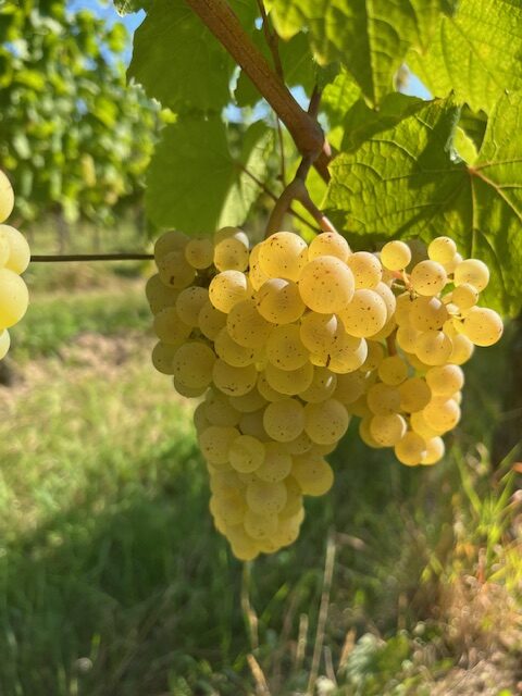 Vendanges 2025: le coup d’envoi mercredi 27 août à Dambach‑la‑Ville