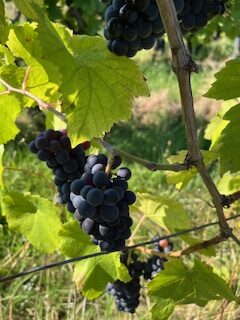 Grappe de Pinot Noir mûre, grains serrés et pruine bleutée, prête pour les vendanges à Dambach‑la‑Ville (2025).