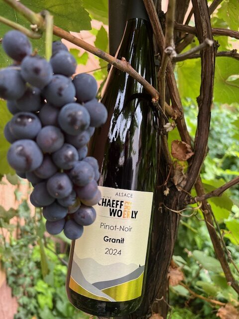 Bouteille de Pinot Noir 2024 adossée à un pied de vigne ; une grappe de raisins noir bleuté, encore sur plant, souligne le fruité du vin sous une lumière douce de fin d’après-midi.