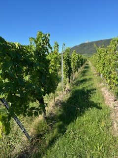 Vignes du domaine sur terroir granitique avec le château de l’Ortenbourg en arrière‑plan, lumière de fin d’été 2025.