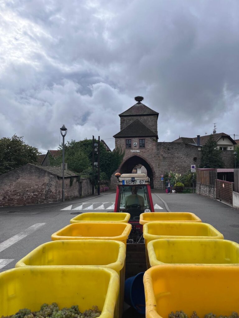 Tracteur chargé de raisins fraîchement récoltés entrant dans le village de Dambach-la-Ville, avec une tour médiévale en arrière-plan.