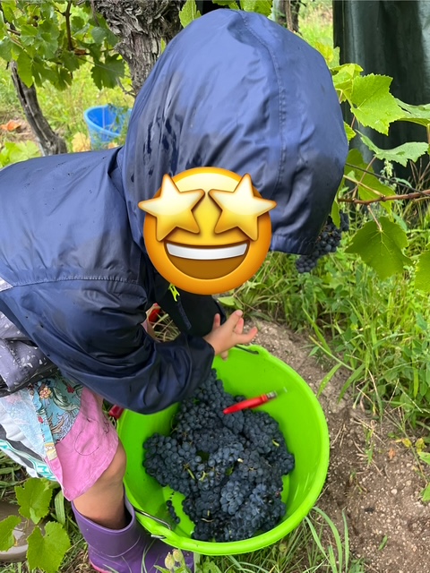 Un fils récolte des raisins de pinot noir dans un seau lors des vendanges dans un vignoble familial.