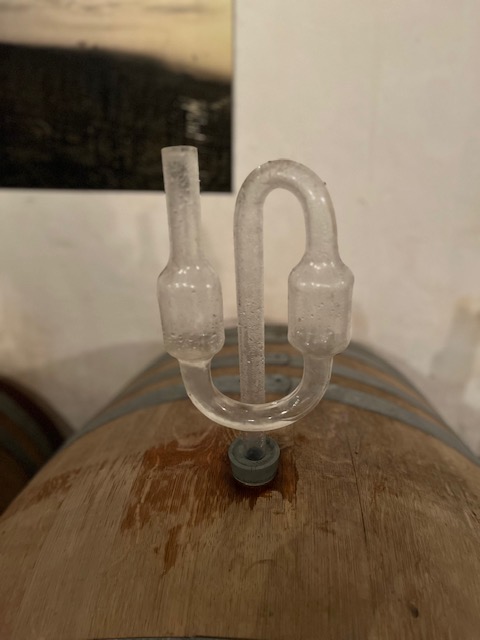 Vigneron bio vin d’Alsace: terroirs et levures indigènes