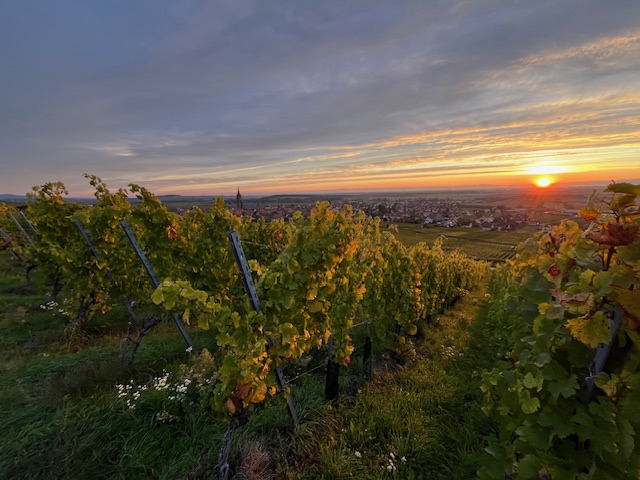 Vigne au lever du soleil sur le Grand Cru Frankstein à Dambach‑la‑Ville