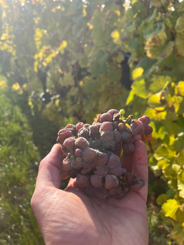 Grappe de Gewurztraminer en Vendanges Tardives, botrytis noble concentrant les baies