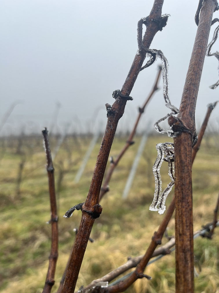 Gefrorene Rebe und Ranke, von Eis umschlossen, im Winter in einem biologischen Weinberg im Elsass
