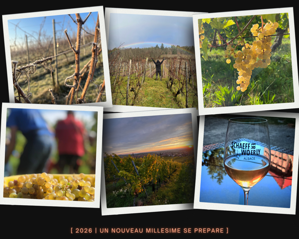 Montage photo du Domaine Schaeffer‑Woerly illustrant l’année viticole, avec le message “2026, un nouveau millésime se prépare