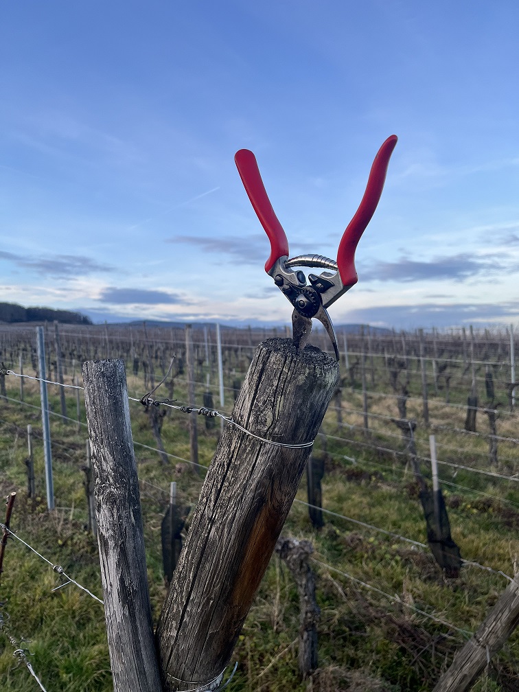 Sécateur planté dans un piquet pendant la taille hivernale de la vigne en Alsace, étape essentielle pour les vins d’Alsace bio du Domaine Schaeffer-Woerly