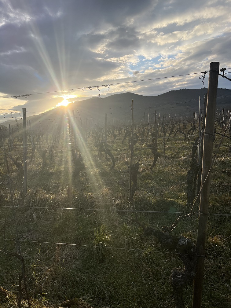 Le soleil perce la montagne et éclaire les vignes en Alsace, annonçant la renaissance du vignoble et la promesse des vins d’Alsace bio du Domaine Schaeffer-Woerly