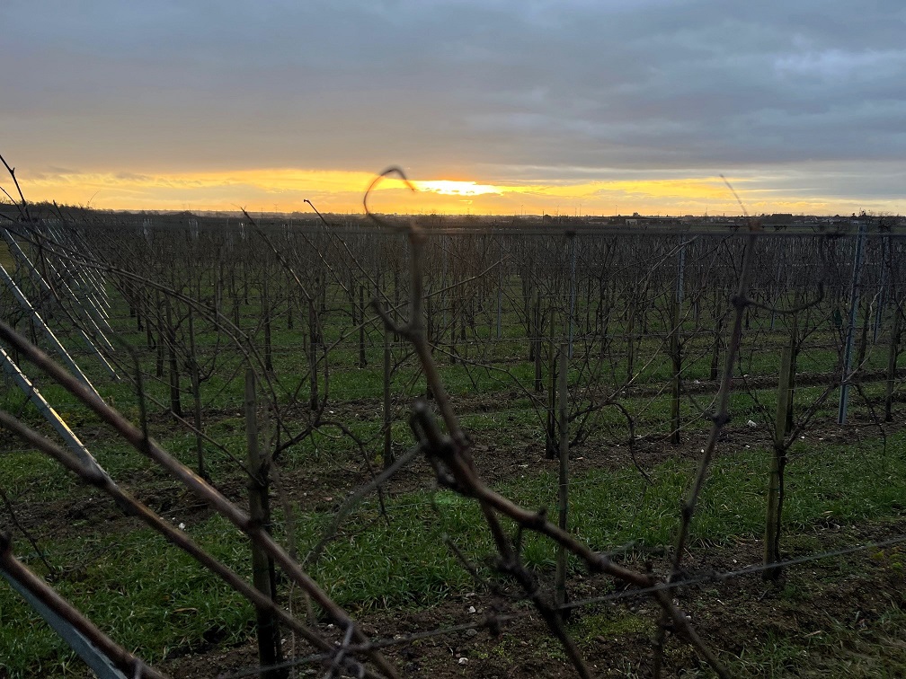 Sunrise over Alsace vineyard with golden morning light illuminating the vines