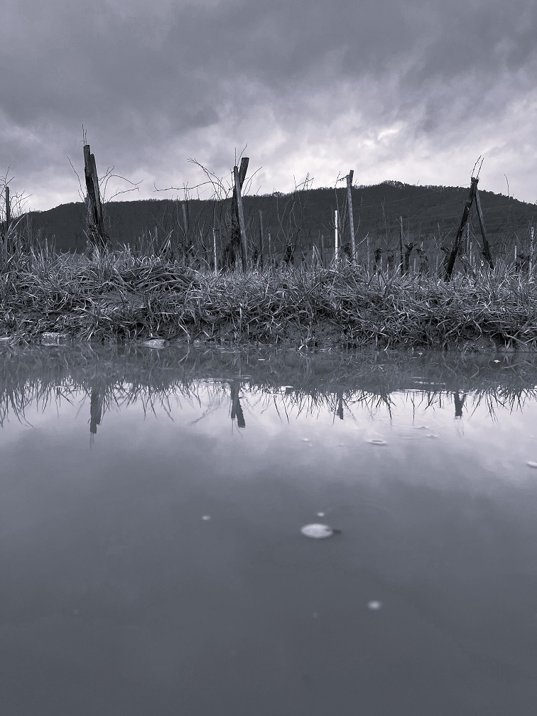 Winterlicher Rebschnitt in unserem Bio‑Weingut im Elsass