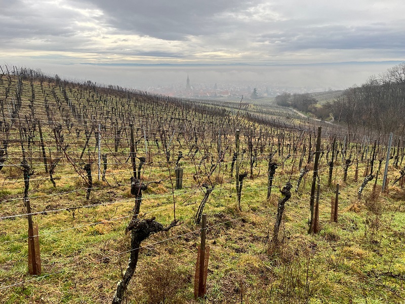 Grand Cru Frankstein vineyard with Dambach‑la‑Ville village in the background, Alsace wine region