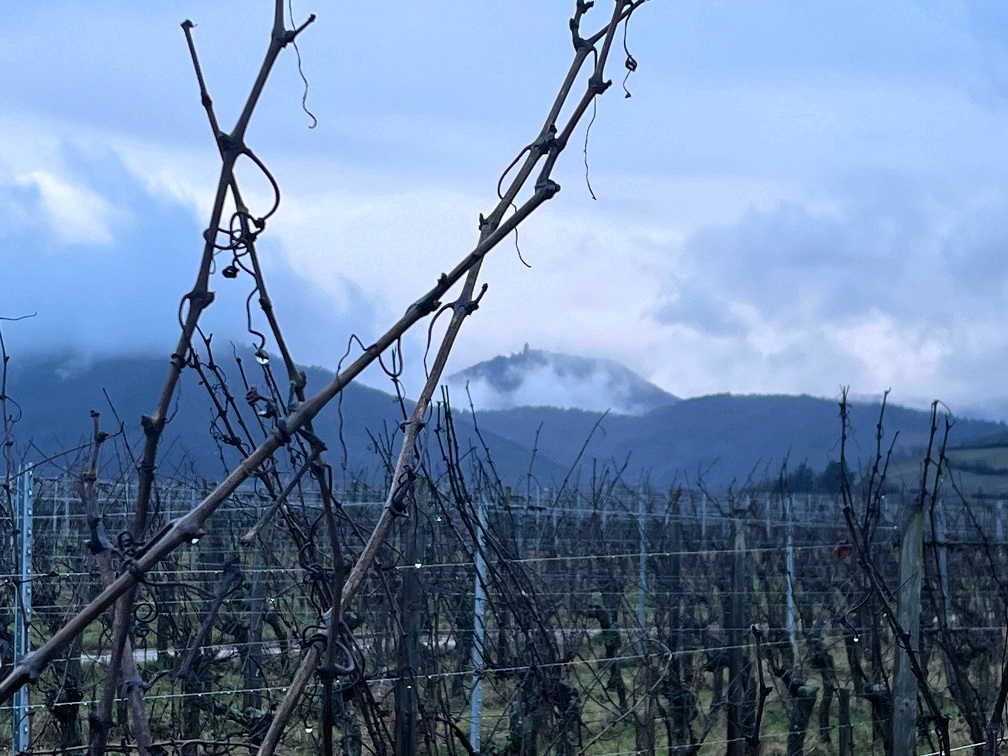 Hochkönigsburg im Elsass ragt aus den Wolken über den Weinbergen der Elsässischen Weinstraße
