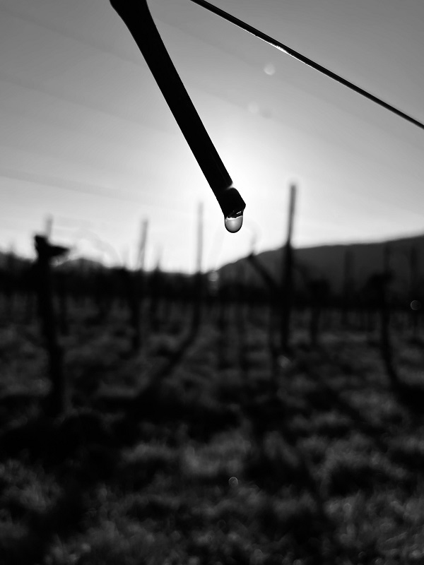 Pleurs de vigne en noir et blanc sous le soleil à Dambach‑la‑Ville – Domaine Schaeffer‑Woerly, vigneron bio en Alsace, millésime 2026