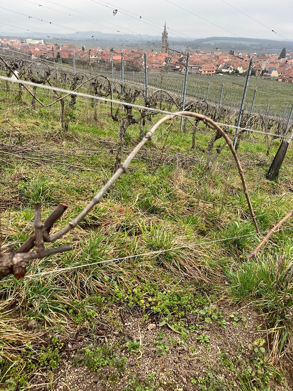 Vignes en agriculture biologique à Dambach-la-Ville en Alsace avec le village médiéval en arrière-plan - Domaine Schaeffer-Woerly