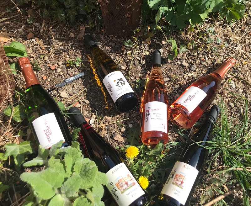 Alsace wine bottles placed on the ground in the vineyard