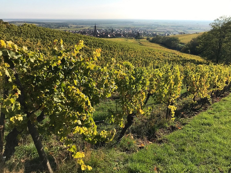 Vineyards of Alsace with the village of Dambach‑la‑Ville in the background