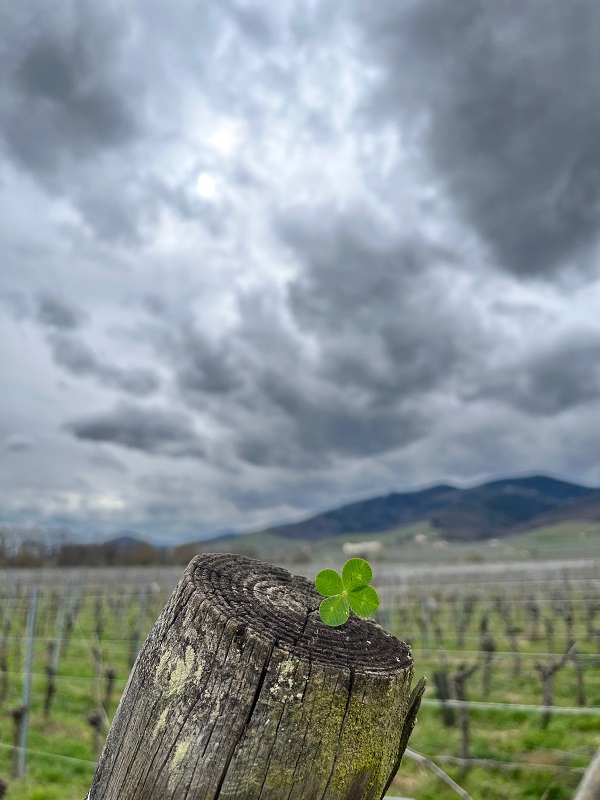 Four‑leaf clover on a wooden stake surrounded by vineyards in Dambach‑la‑Ville, Alsace.