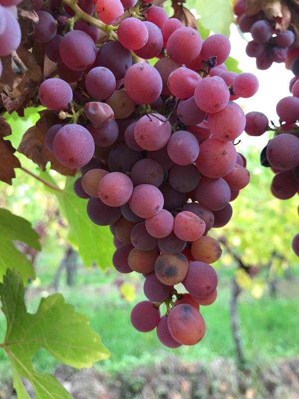 saftige gewuerztraminer traube im weinberg im elsass