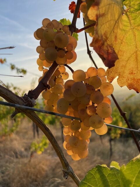 riesling traube im weinberg im elsass