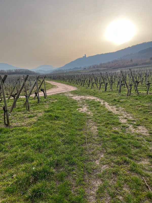 Sun behind a veil of clouds above the vineyards of Dieffenthal with Ortenbourg Castle in the background.