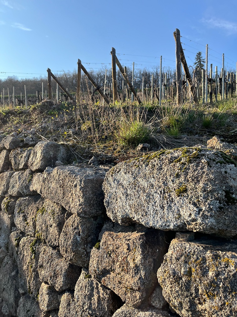 Traditional dry stone walls supporting the steep granitic vineyards of Grand Cru Frankstein in Dambach-la-Ville