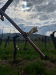 Le Loup est dans la Nature ! Printemps, Bio & Nouveauté Audacieuse au Domaine Schaeffer-Woerly