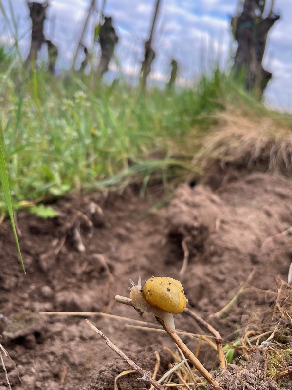 Eine Schnecke auf dem Boden der Bio-Weinberge der Domaine Schaeffer-Woerly, ein Symbol für gesunde Böden und Artenvielfalt im Elsass.