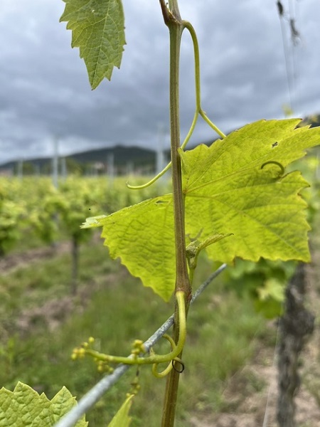 Gros plan sur une jeune pousse de vigne touchée par le phénomène de filage, avec les collines du vignoble alsacien en arrière-plan.