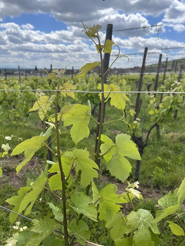 Rows of vibrant green vines in full spring growth at Domaine Schaeffer-Woerly, an organic vineyard in Alsace.