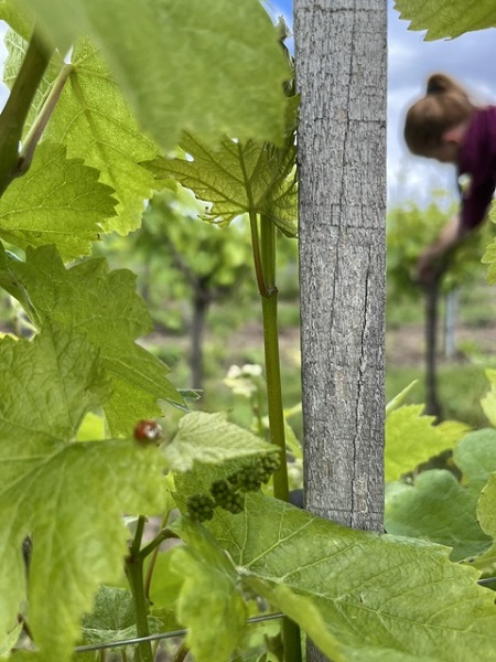 Marienkäfer auf einem Weinblatt. Im Hintergrund sieht man Élodie beim Ausbrechen der Reben.