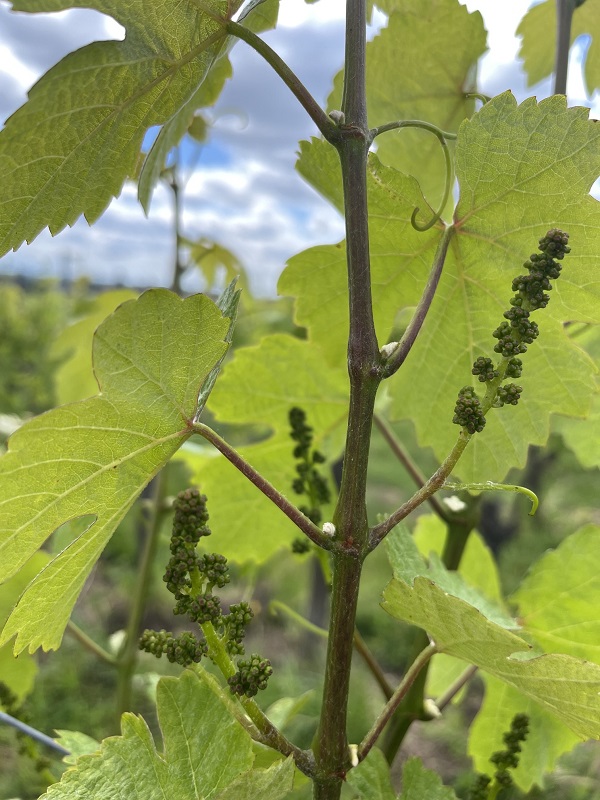Nahaufnahme der Gescheine eines Rebstocks in voller Frühlingsentwicklung auf der Domaine Schaeffer-Woerly, Bio-Weingut im Elsass.