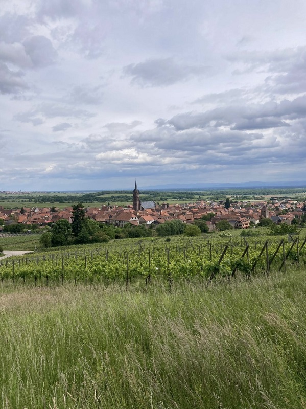 Panoramablick auf das Dorf Dambach-la-Ville, umgeben von grünen Weinbergen im Frühling. Weinlandschaft der Domaine Schaeffer-Woerly im Elsass.
