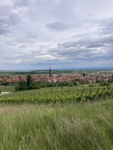 In the Schaeffer-Woerly vineyards: the incredible May growth spurt