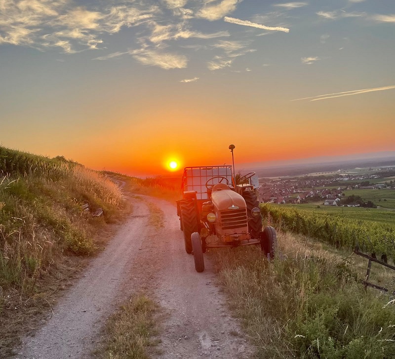 D22 au lever du soleil dans les vignes du domaine familial bio Schaeffer-Woerly à Dambach-la-Ville