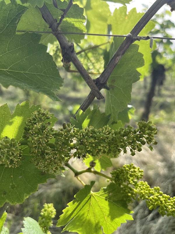 Floraison d'une jeune grappe de cépage Pinot Gris dans les vignes bio du Domaine Schaeffer-Woerly en Alsace.